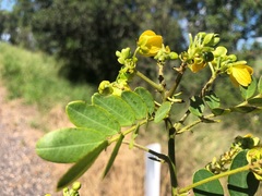 Senna gaudichaudii