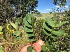 Senna gaudichaudii