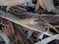Hordeum geniculatum