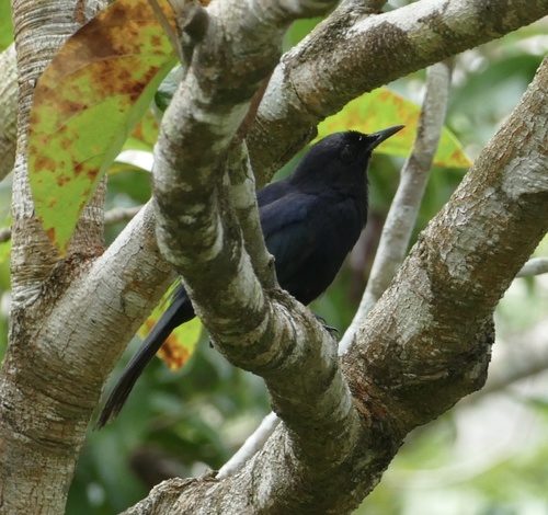 Black Catbird (Melanoptila glabrirostris), photo 10