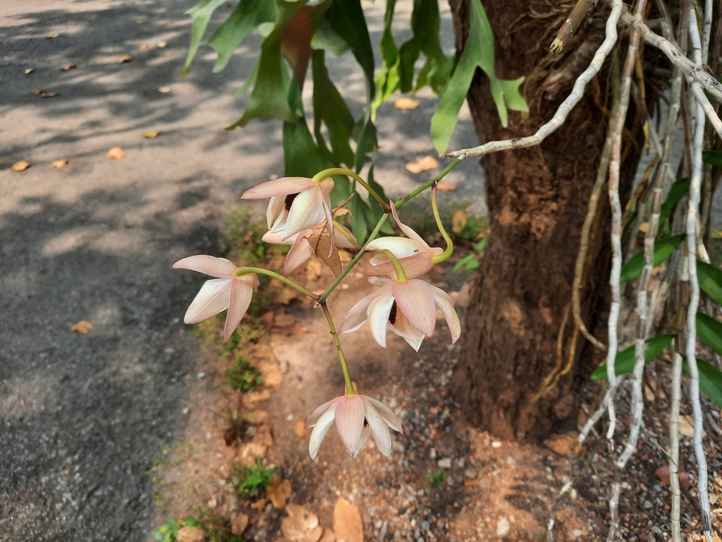 Dendrobium dalhousieanum Paxton 3