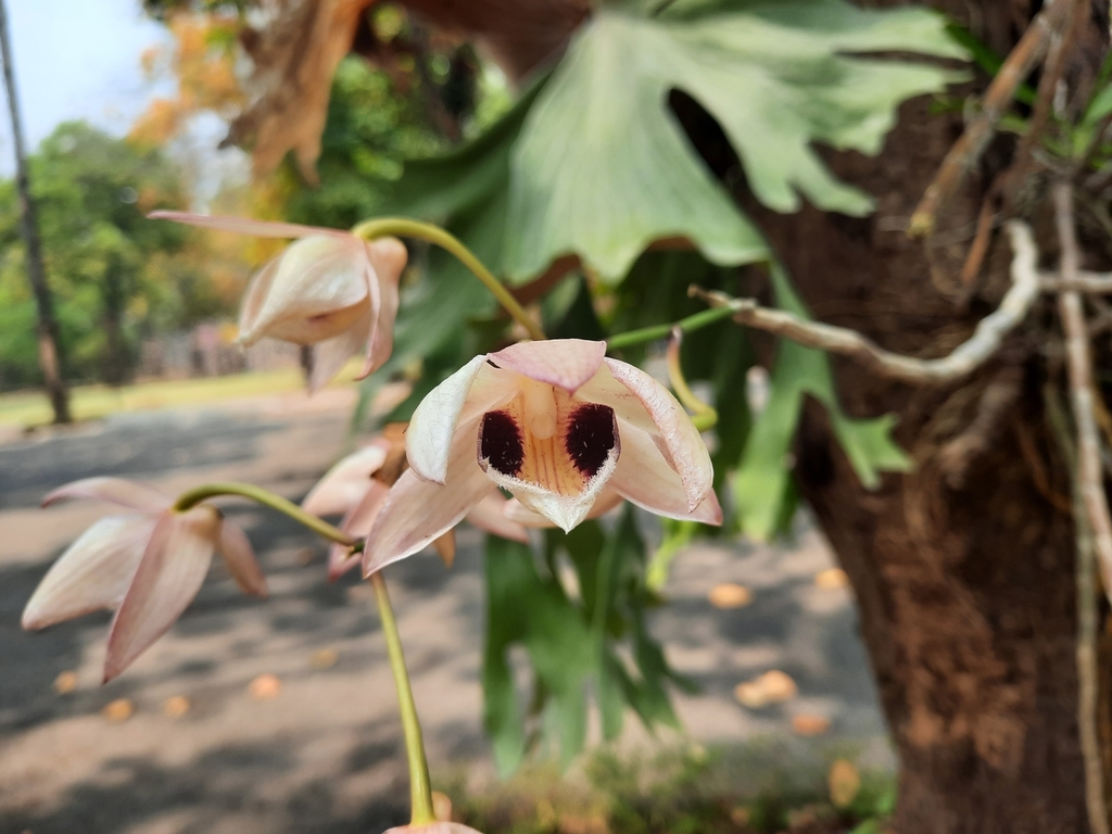 Dendrobium pulchellum Roxb. ex Lindl. 3