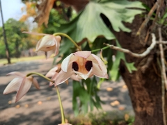 Dendrobium pulchellum