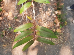 Dendrobium pulchellum