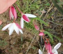 Hesperantha cucullata