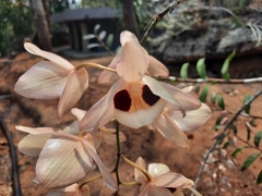 Dendrobium pulchellum