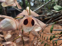 Dendrobium pulchellum