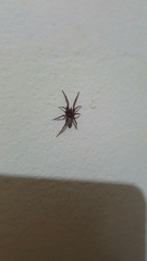 Dysderidae