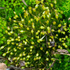 Bryophyta