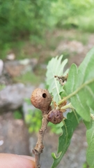 Andricus infectorius