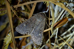 Ichneutica agorastis