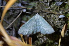 Poecilasthena pulchraria