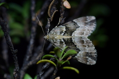 Pseudocoremia productata