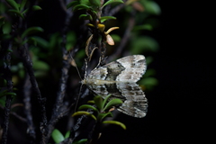 Pseudocoremia productata