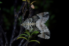 Pseudocoremia productata