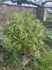 Euphorbia mellifera
