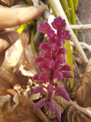 Dendrobium secundum
