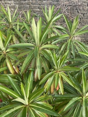 Euphorbia mellifera