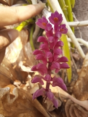 Dendrobium secundum