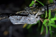 Physetica longstaffi