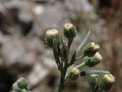 Erigeron bonariensis