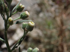 Erigeron bonariensis