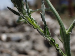 Erigeron bonariensis