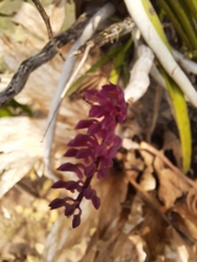 Dendrobium secundum