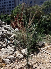 Erigeron bonariensis