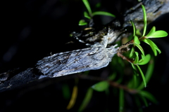 Physetica longstaffi