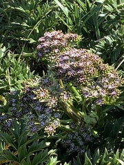 Anisotome latifolia