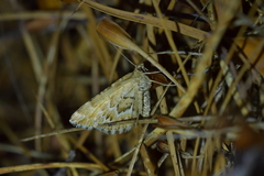 Asaphodes clarata