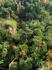 Anisotome latifolia