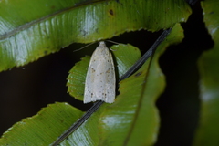Apoctena conditana