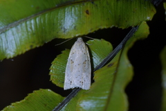 Apoctena conditana