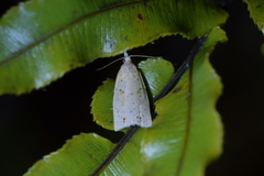 Apoctena conditana