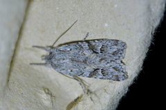Physetica longstaffi