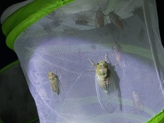 Hyalessa maculaticollis
