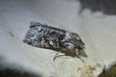 Physetica longstaffi