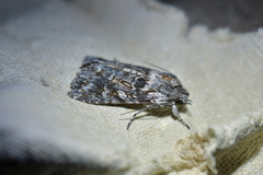 Physetica longstaffi