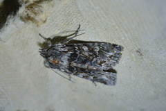 Physetica longstaffi