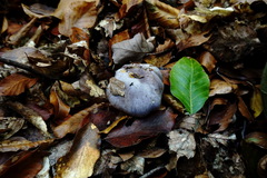 Cortinarius caerulescens