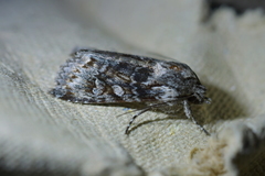 Physetica longstaffi