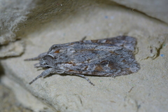 Physetica longstaffi