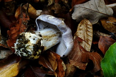 Cortinarius caerulescens