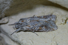 Physetica longstaffi