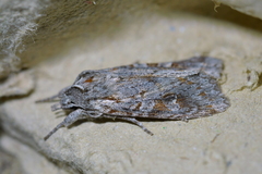 Physetica longstaffi