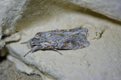 Physetica longstaffi