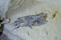 Physetica longstaffi