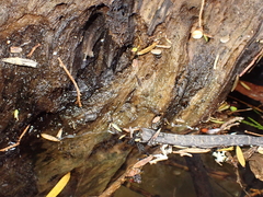 Pseudosuccinea columella